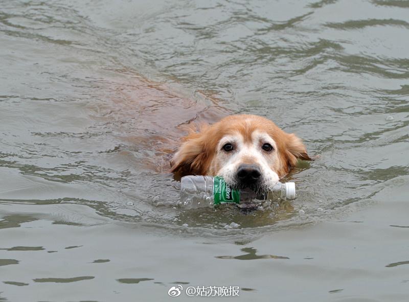 Suzhou : un célèbre agent d'entretien à quatre pattes