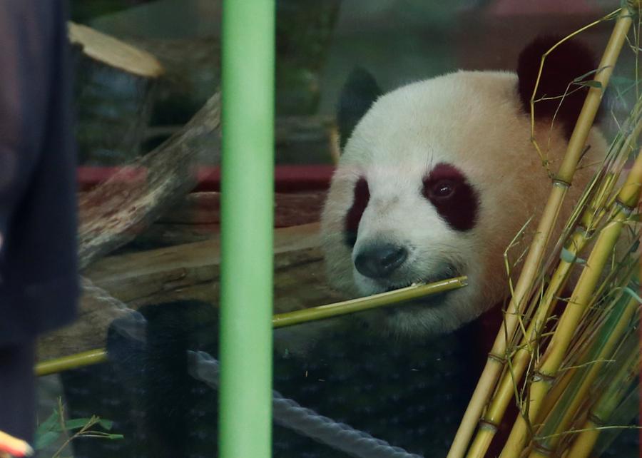 Le panda Meng Meng célèbre son 4e anniversaire au zoo de Berlin