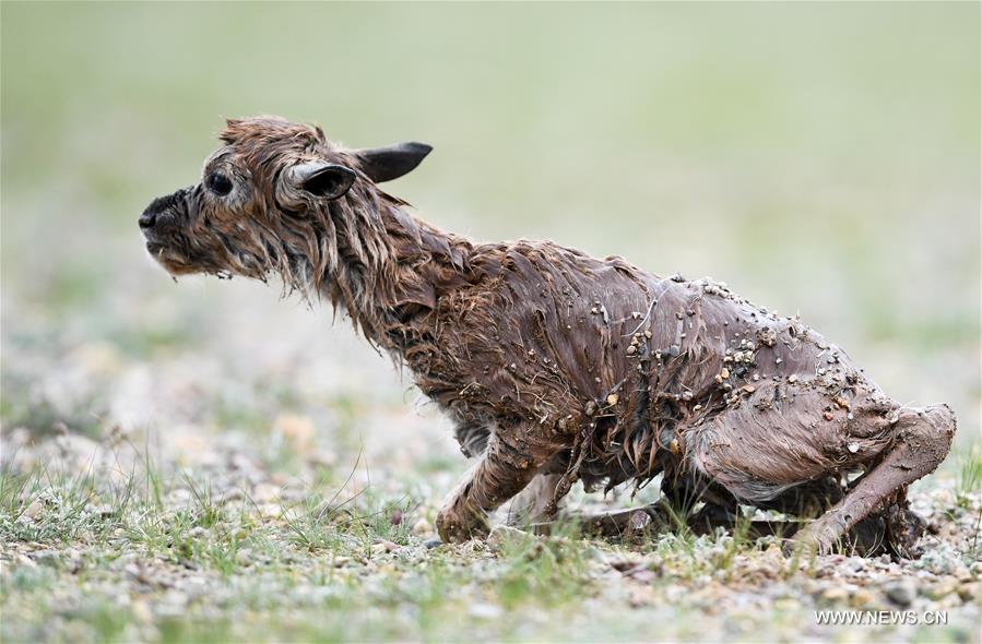 Le nombre d'antilopes du Tibet a atteint plus de 200 000 à Changtang