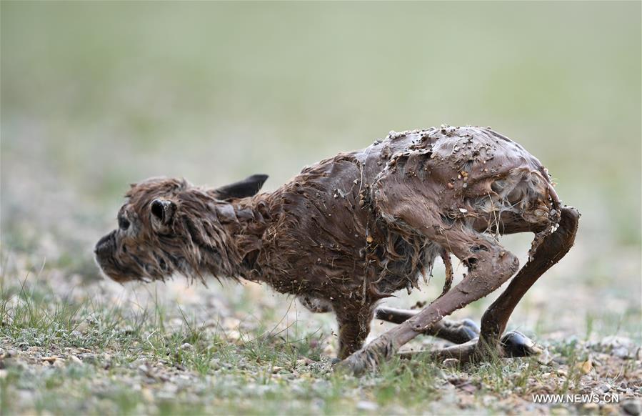 Le nombre d'antilopes du Tibet a atteint plus de 200 000 à Changtang