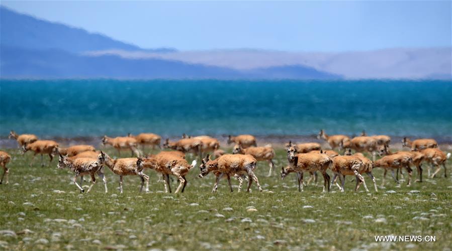 Le nombre d'antilopes du Tibet a atteint plus de 200 000 à Changtang