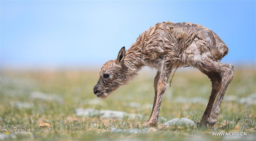 Le nombre d'antilopes du Tibet a atteint plus de 200 000 à Changtang