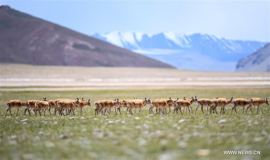 Le nombre d'antilopes du Tibet a atteint plus de 200 000 à Changtang