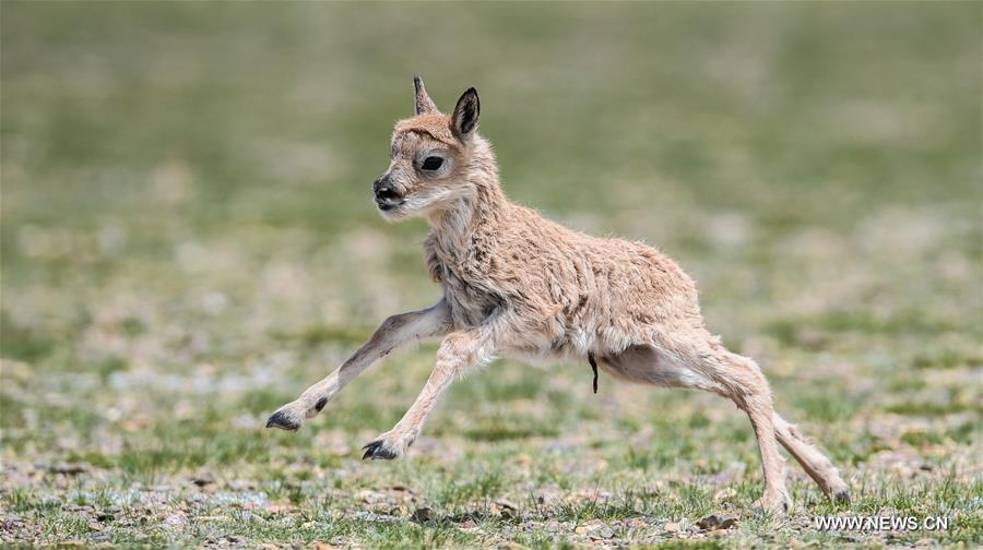 Le nombre d'antilopes du Tibet a atteint plus de 200 000 à Changtang