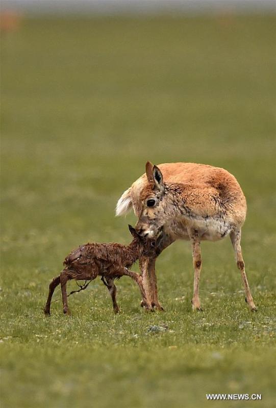 Le nombre d'antilopes du Tibet a atteint plus de 200 000 à Changtang