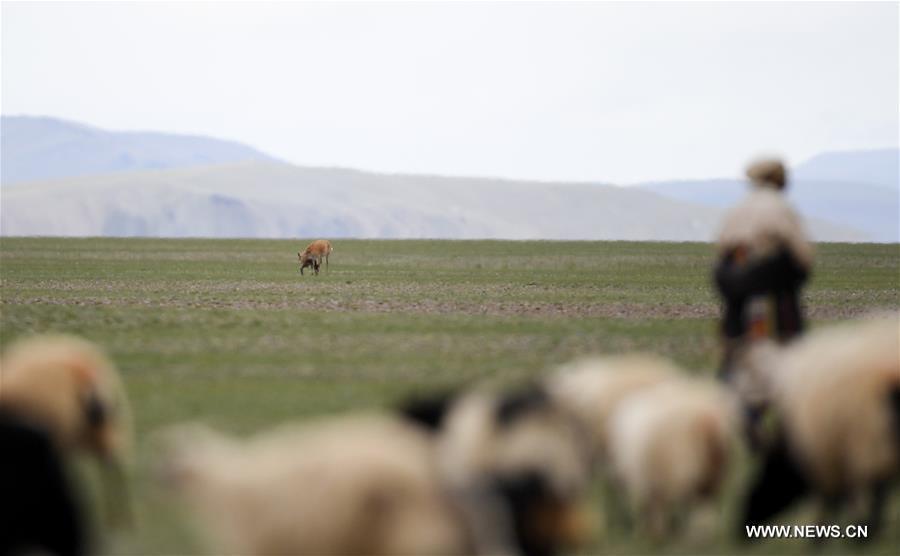 Le nombre d'antilopes du Tibet a atteint plus de 200 000 à Changtang