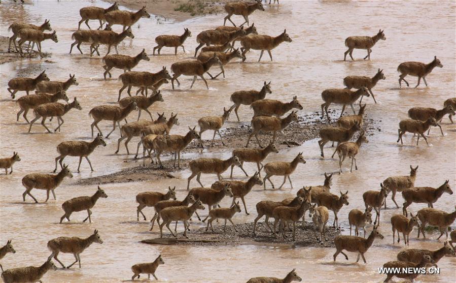 Le nombre d'antilopes du Tibet a atteint plus de 200 000 à Changtang