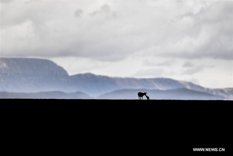 Le nombre d'antilopes du Tibet a atteint plus de 200 000 à Changtang