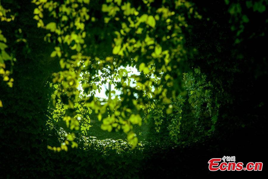 Un pont vert à Chengdu