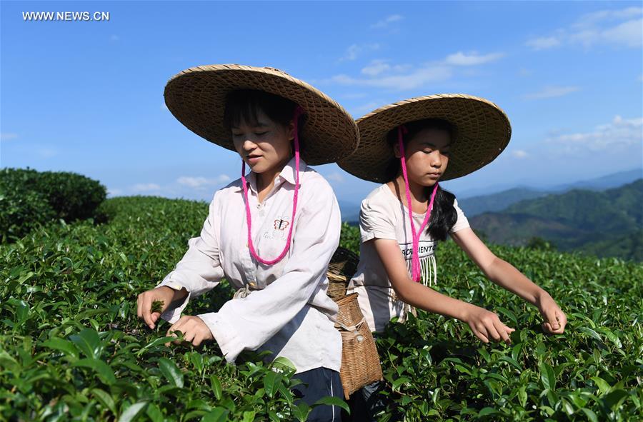 Récolte d'été du thé du Guangxi