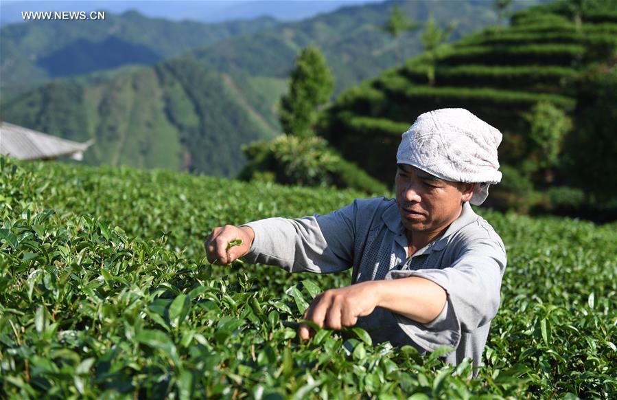 Récolte d'été du thé du Guangxi