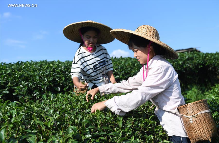 Récolte d'été du thé du Guangxi