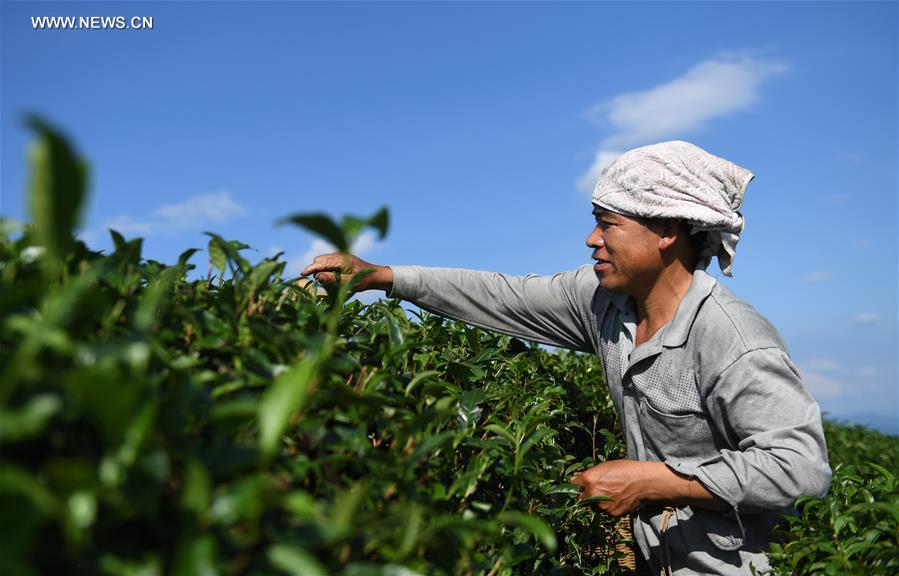 Récolte d'été du thé du Guangxi