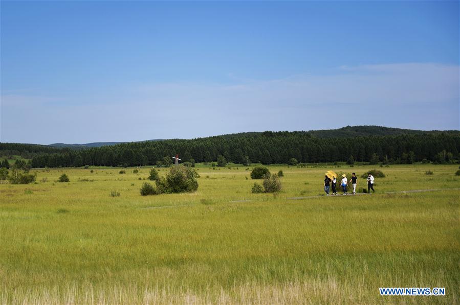 Hebei : la beauté du parc forestier national de Saihanba