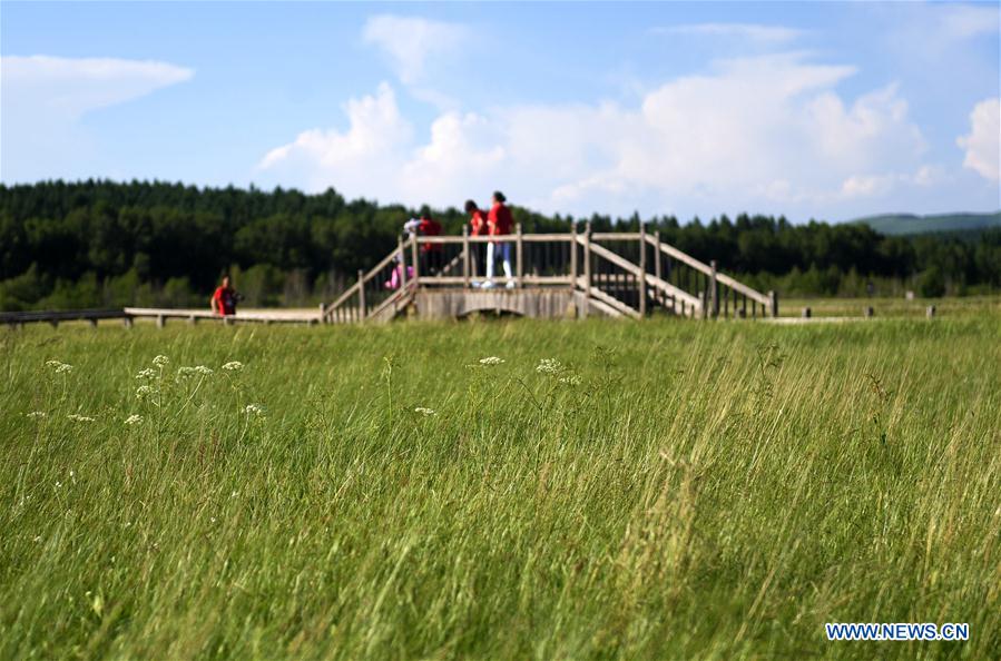 Hebei : la beauté du parc forestier national de Saihanba