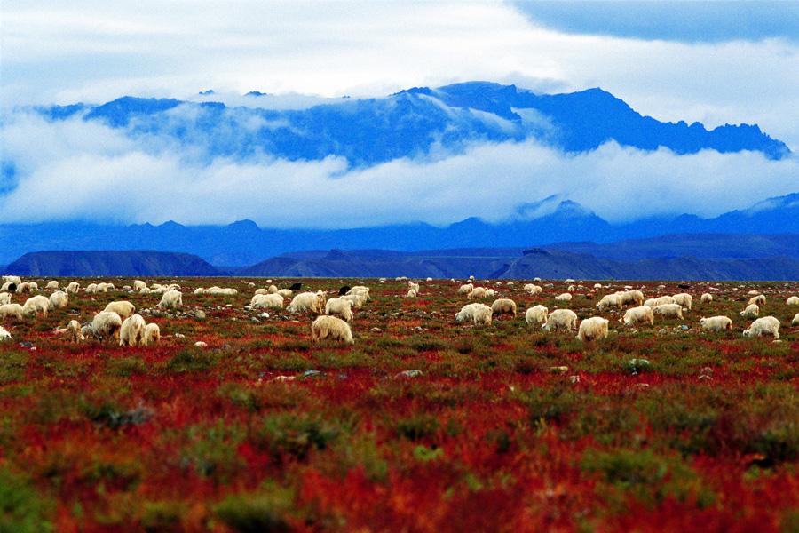 Alashan, la perle du nord-ouest de la Chine