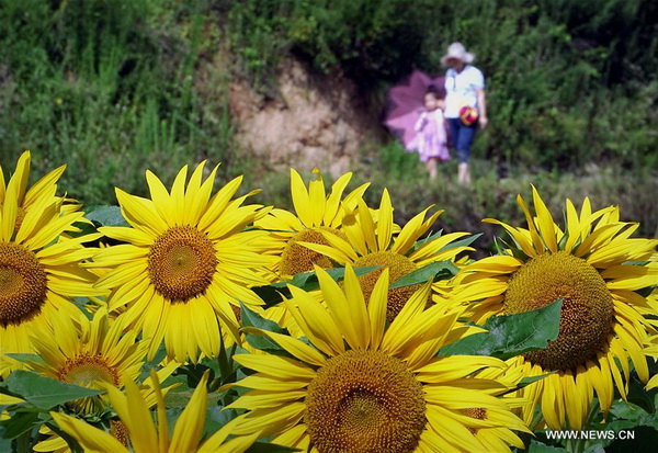 Chine : champ de tournesols au Henan