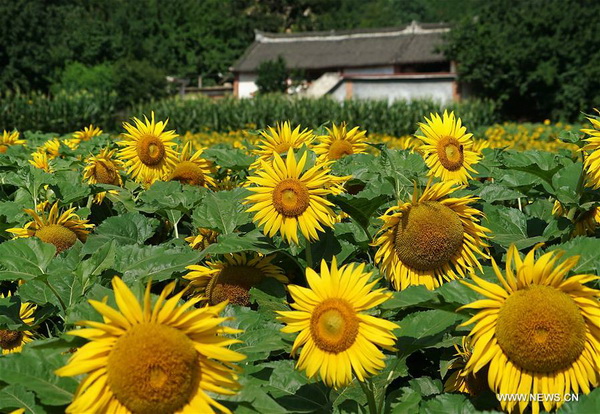 Chine : champ de tournesols au Henan