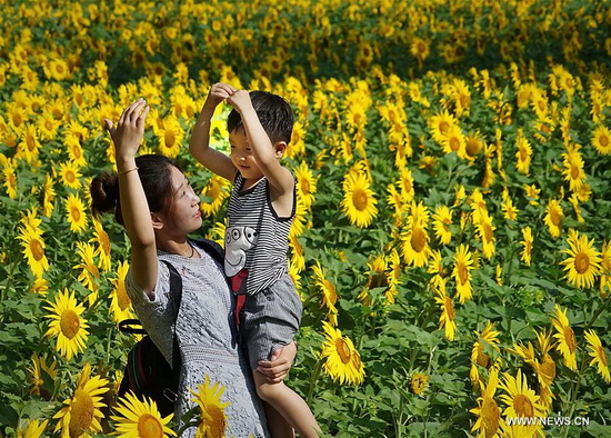 Chine : champ de tournesols au Henan