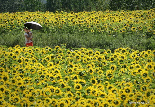 Chine : champ de tournesols au Henan