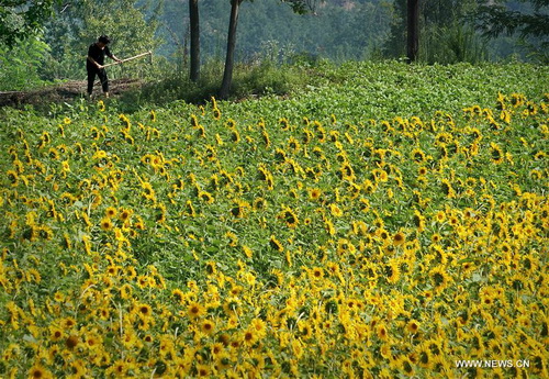 Chine : champ de tournesols au Henan