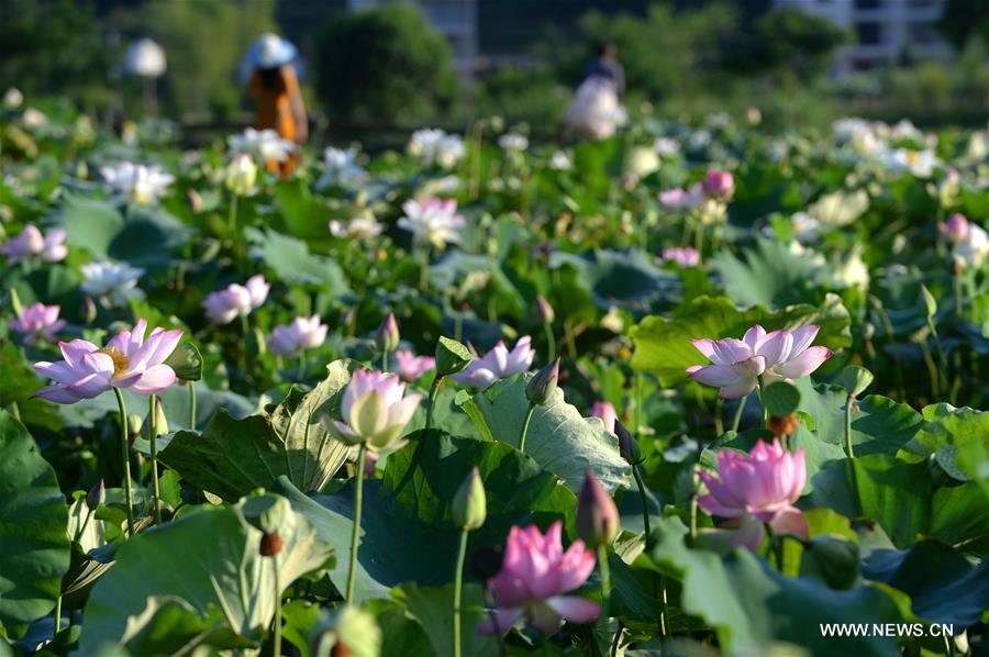 Fleurs de lotus dans l'est de la Chine