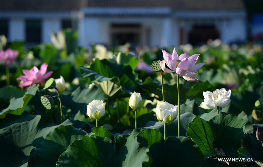 Fleurs de lotus dans l'est de la Chine