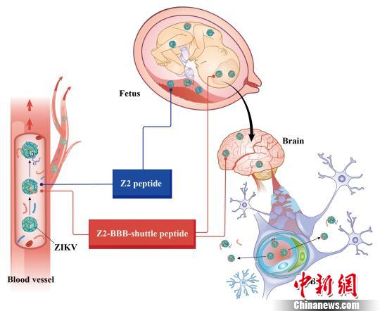 Un traitement contre le virus Zika développé en Chine