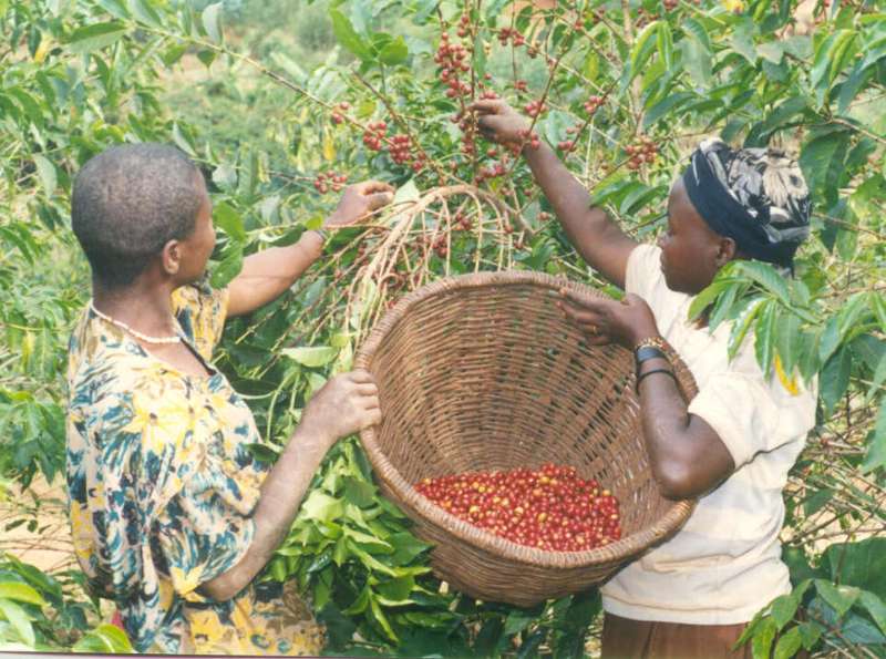 Le café, l'or noir de l'économie burundaise