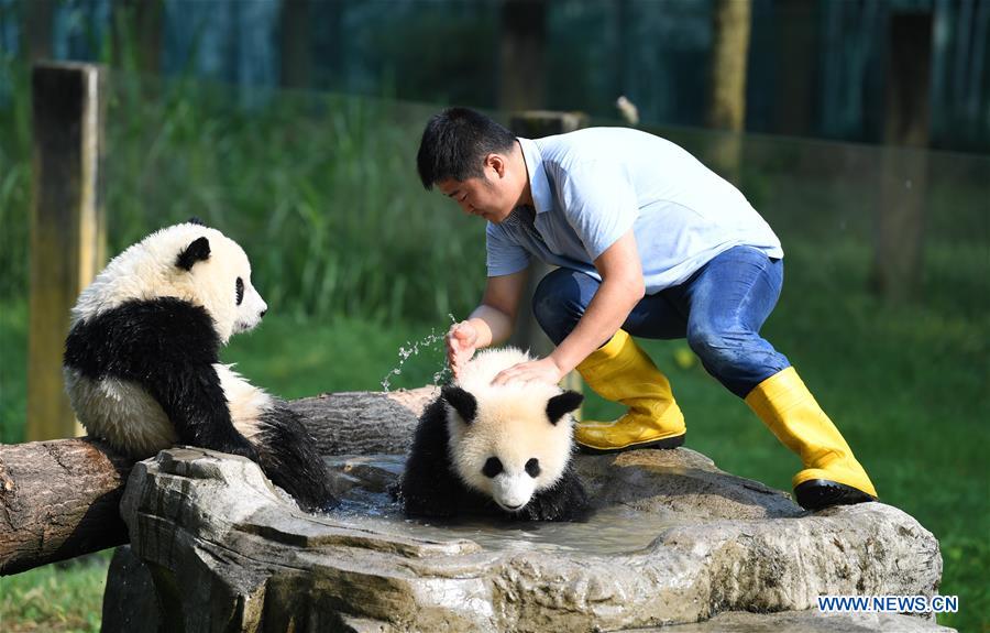 Le papa des pandas de Chongqing