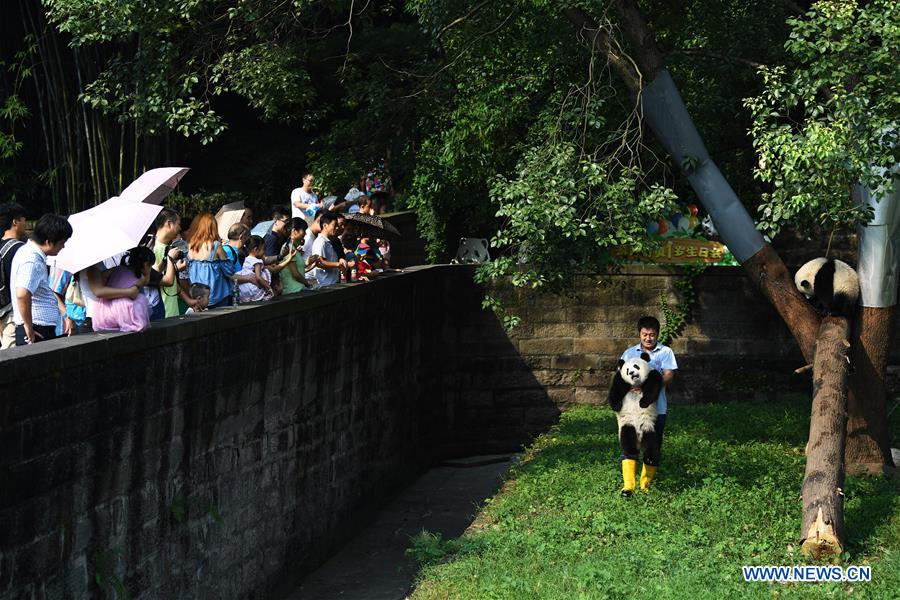 Le papa des pandas de Chongqing