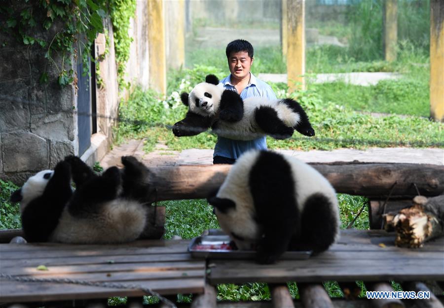 Le papa des pandas de Chongqing