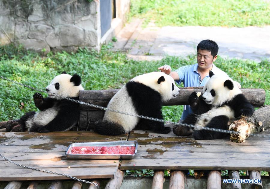 Le papa des pandas de Chongqing