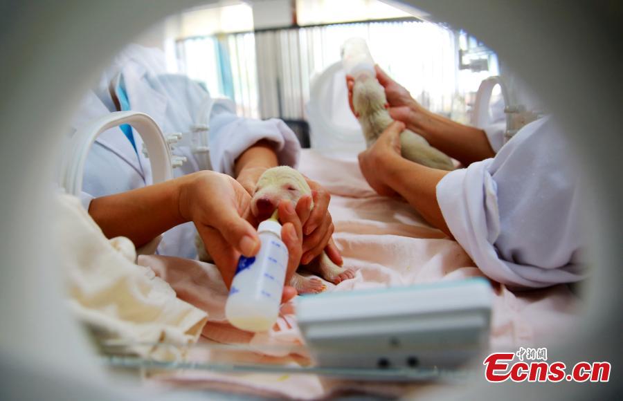 Naissance d'ours polaires jumeaux dans l'est de Chine