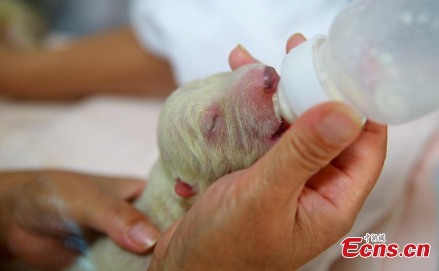 Naissance d'ours polaires jumeaux dans l'est de Chine