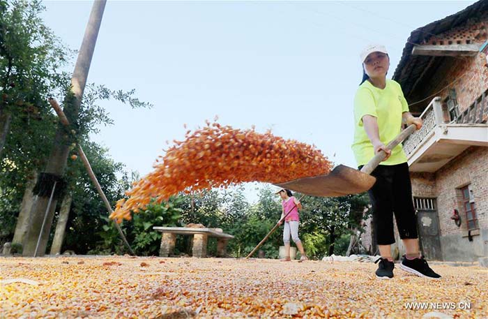 Des agriculteurs chinois à la tache 