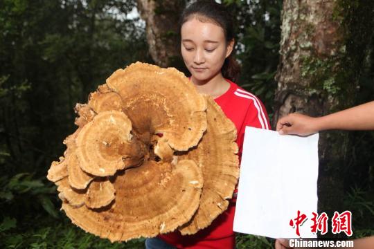 Un champignon géant trouvé dans le Yunnan