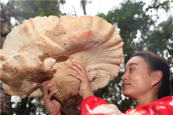 Un champignon géant trouvé dans le Yunnan