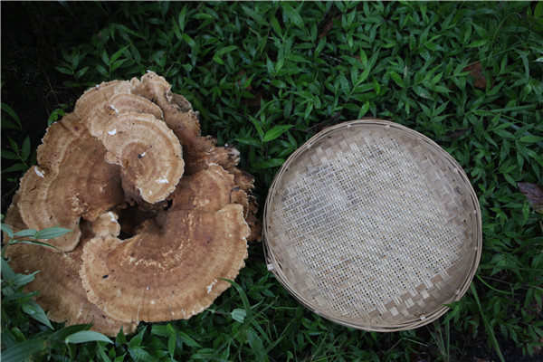 Un champignon géant trouvé dans le Yunnan