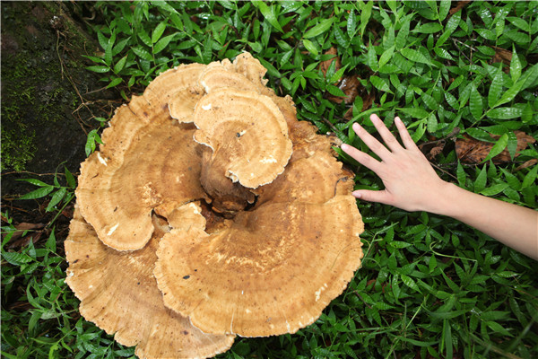 Un champignon géant trouvé dans le Yunnan