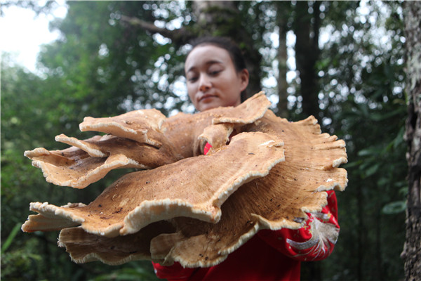 Un champignon géant trouvé dans le Yunnan