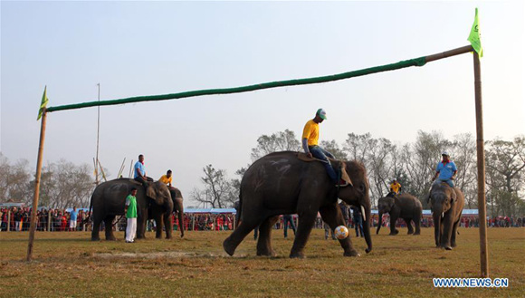 Des firmes chinoises stoppent leurs activités à dos d'éléphant