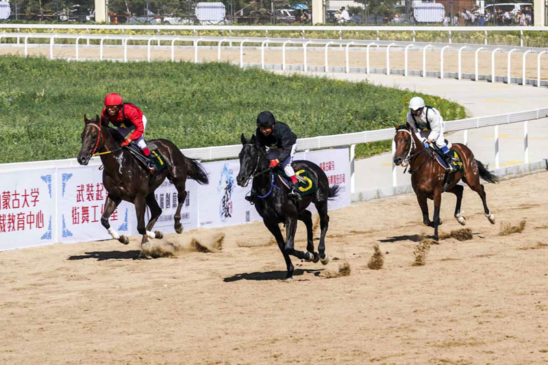 Un festival équestre à Hohhot