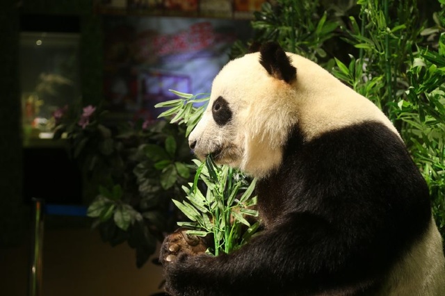 Dalian : un premier Musée d'anatomie dédié au panda géant