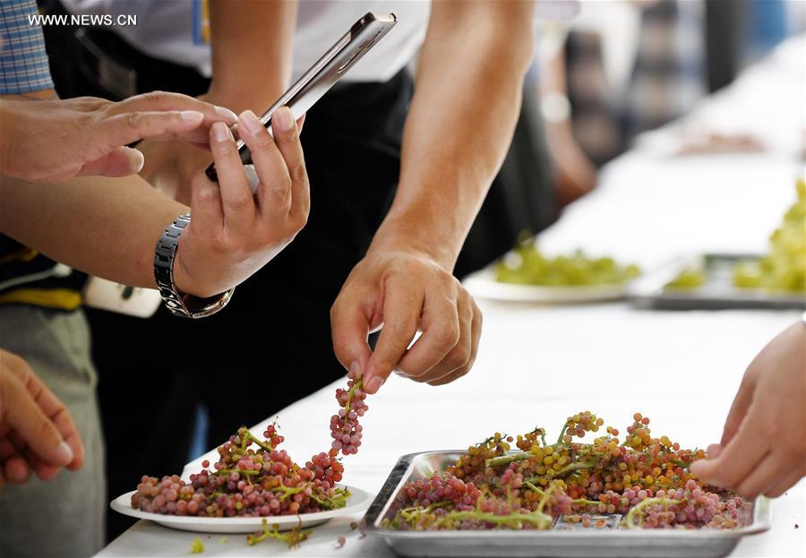 Ouverture du festival du raisin de Turpan 