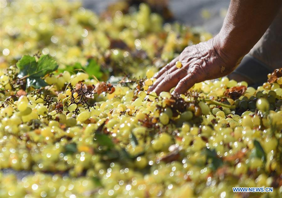 Production de raisins secs dans le Xinjiang 