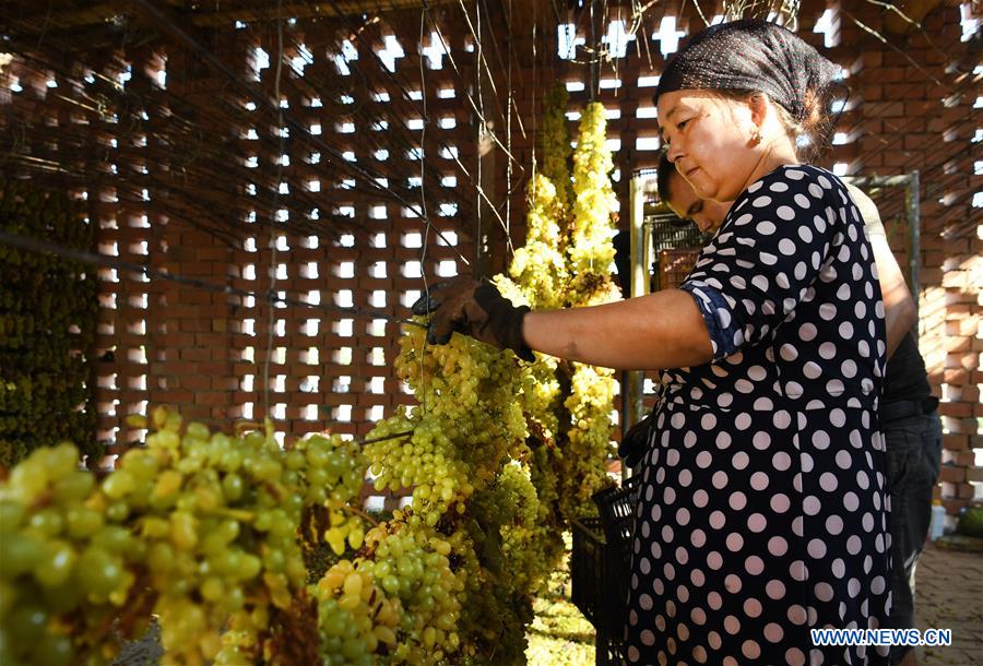 Production de raisins secs dans le Xinjiang 