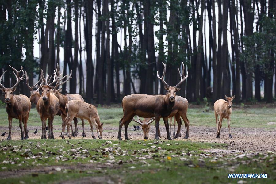 Les cerfs protégés de la réserve naturelle de Yancheng