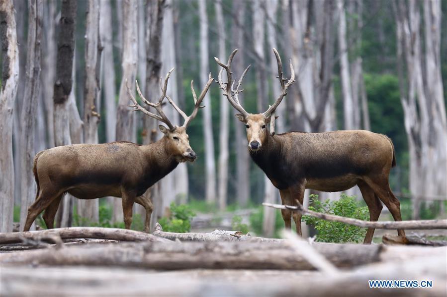 Les cerfs protégés de la réserve naturelle de Yancheng