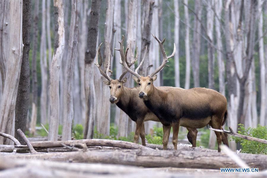 Les cerfs protégés de la réserve naturelle de Yancheng